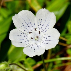 Nemophila menziesii