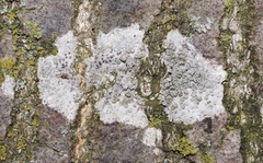 Lecanora varia