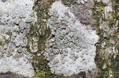 Lecanora varia