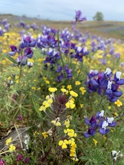 Triphysaria eriantha