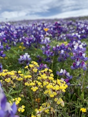 Triphysaria eriantha