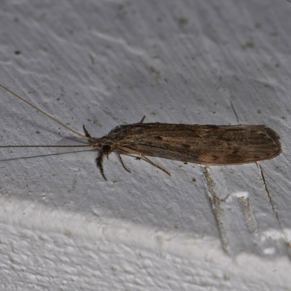 Ashy Long-horned Caddisfly