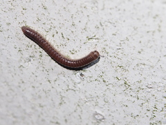 Pseudospirobolellus avernus
