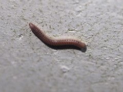 Pseudospirobolellus avernus