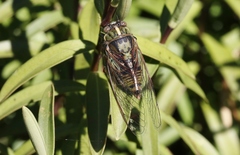 Kikihia peninsularis