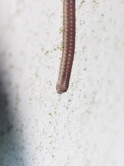 Pseudospirobolellus avernus