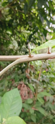 Image of Desmoncus polyacanthos by (c) Alfredo Gutierrez Dipaz, some rights reserved (CC BY)