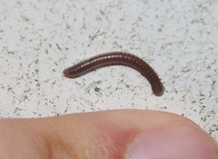 Pseudospirobolellus avernus