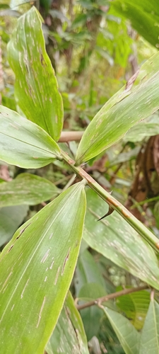 Image of Desmoncus polyacanthos by (c) Alfredo Gutierrez Dipaz, some rights reserved (CC BY)