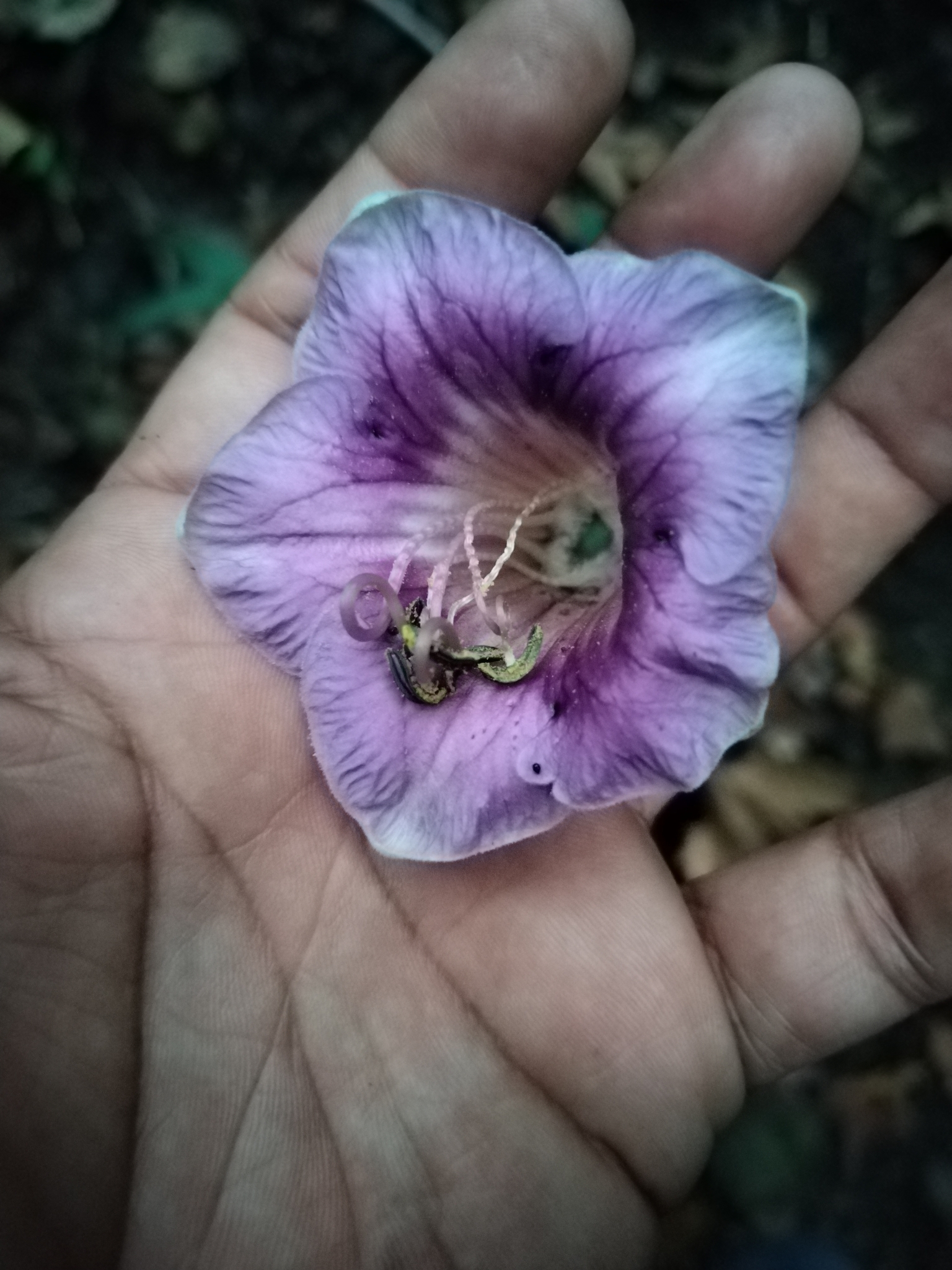 Imagem de Sino-de-jardim