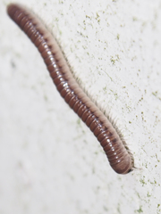 Pseudospirobolellus avernus