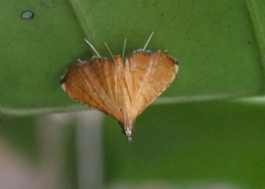 Mabra nigriscripta