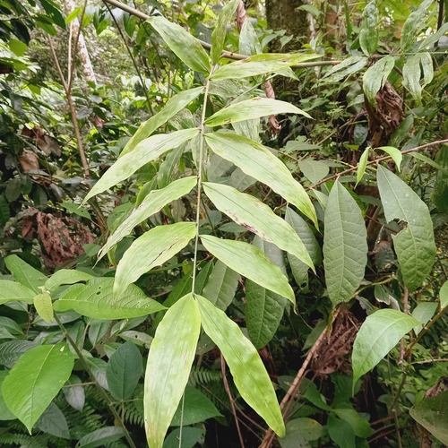 Image of Desmoncus polyacanthos by (c) Alfredo Gutierrez Dipaz, some rights reserved (CC BY)