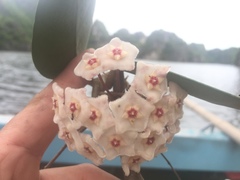 Hoya
