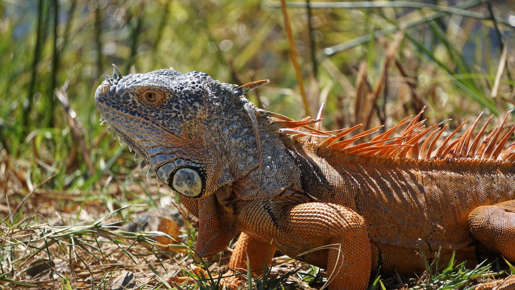 Green Iguana from Tellería, Mazatlán, Sin., México on January 27, 2024 ...