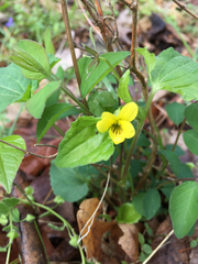 Viola pubescens