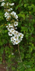 Spiraea prunifolia pseudoprunifolia