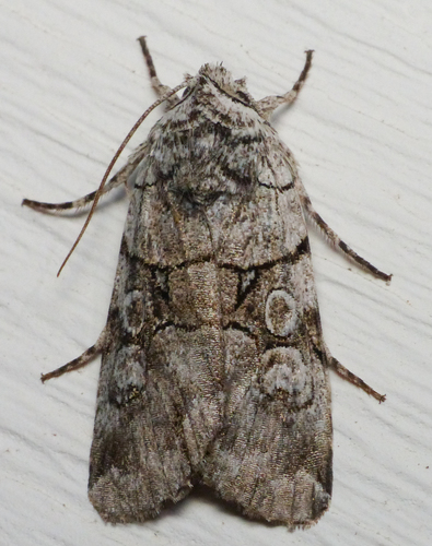 Fringe-tree Sallow photo 2