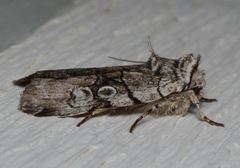 Sympistis chionanthi