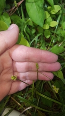 Carex cephalophora