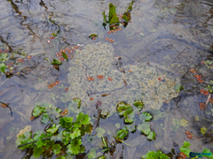 Rana pseudodalmatina