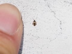 Phyllotreta striolata