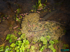 Rana pseudodalmatina