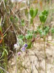 Lupinus nipomensis