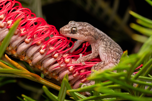 Southern Marbled Gecko, Melbourne VIC, Australia, photo 8 of 10