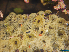 Rana pseudodalmatina