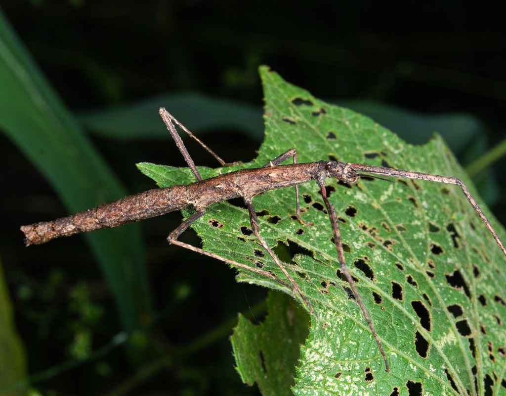 Parapachymorpha