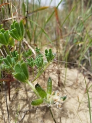 Lupinus nipomensis