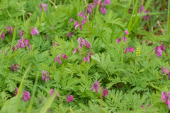 Dicentra formosa formosa