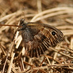 Paramacera xicaque xicaque