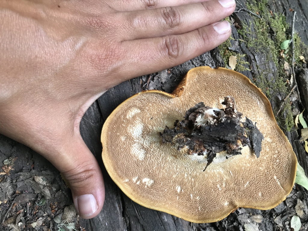 Fomitopsis maculatissima · January 2024 · photo: © tutitah (iNaturalist, cc0)