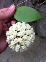 Hoya