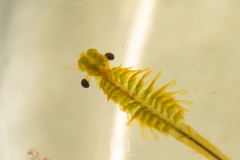 Image of Streptocephalus sealii