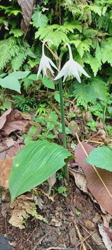 Urceolina amazonica