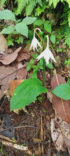 Urceolina amazonica