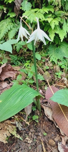 Urceolina amazonica