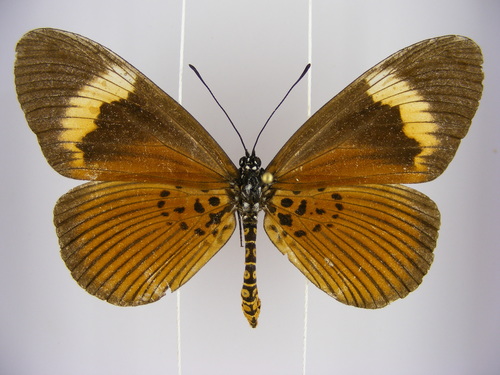 Subespecies Acraea consanguinea consanguinea · iNaturalist Mexico