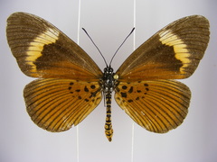 Acraea consanguinea intermedia