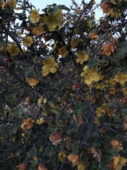 Fremontodendron californicum