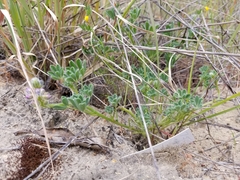 Lupinus nipomensis