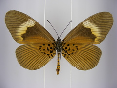 Acraea consanguinea intermedia