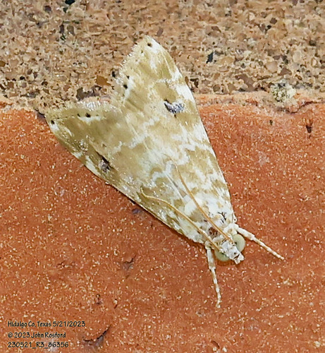 Cabbage Budworm Moth photo 3