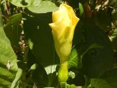 Tabernaemontana tomentosa