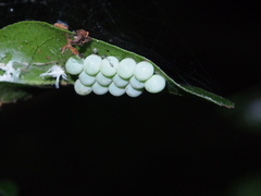 Tessaratoma papillosa