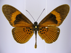 Acraea consanguinea intermedia