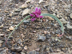 Lophioprason